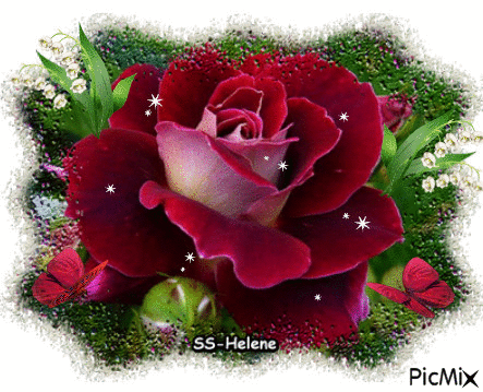 Dark red rose. - Gratis geanimeerde GIF