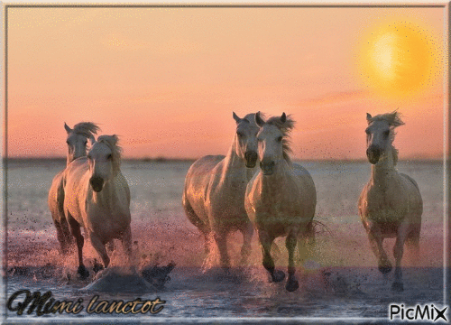 chevaux - Ingyenes animált GIF