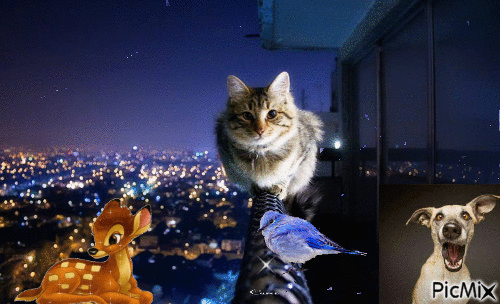 meow - GIF animé gratuit