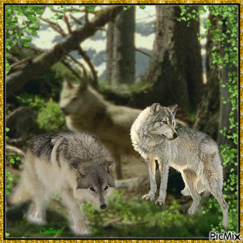 Loup en forêt - Gratis animerad GIF