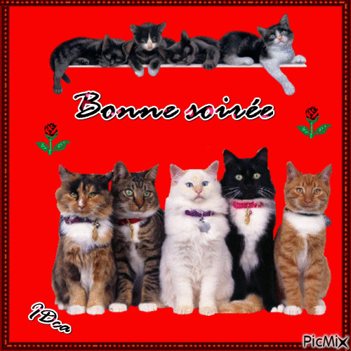 Bonne soirée les chatons - Безплатен анимиран GIF