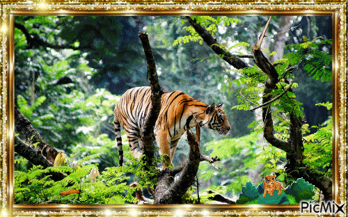 Curious Bengal Tiger - Free animated GIF