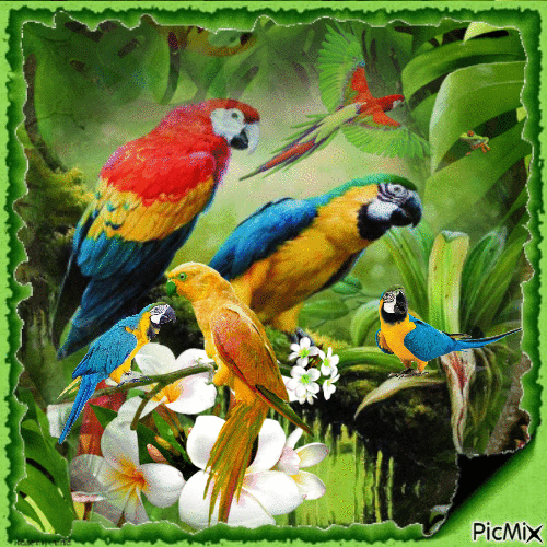 Papagei - Gratis geanimeerde GIF