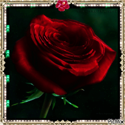 la rose rouge - Nemokamas animacinis gif