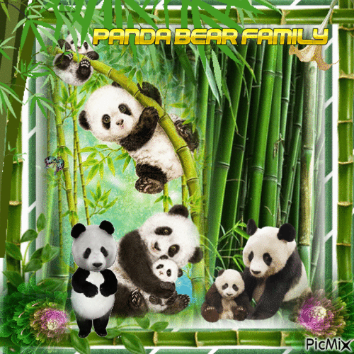 Panda bear family - Zdarma animovaný GIF