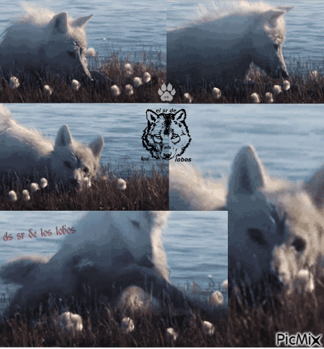 Els sr de los lobos - Bezmaksas animēts GIF