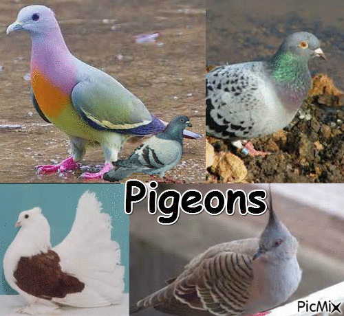 Les pigeons - Ücretsiz animasyonlu GIF