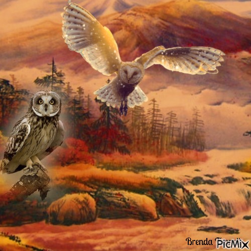 Autumn owl - nemokama png