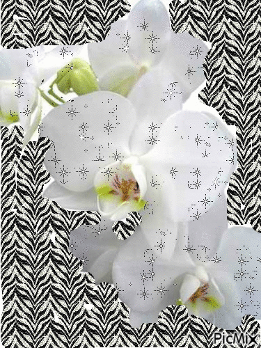 Białe storczyki - Darmowy animowany GIF