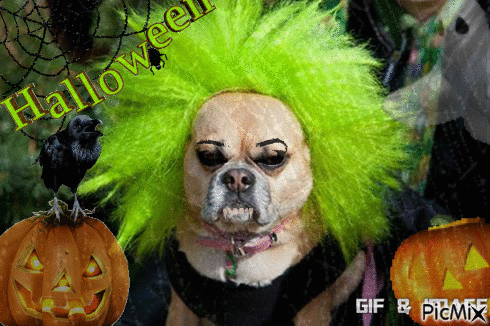 halloween dog - GIF animado gratis
