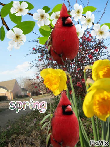 pretty cardinals - bezmaksas png