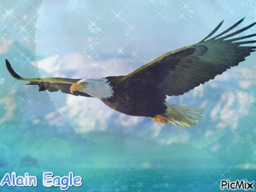Eagle - Free animated GIF - PicMix