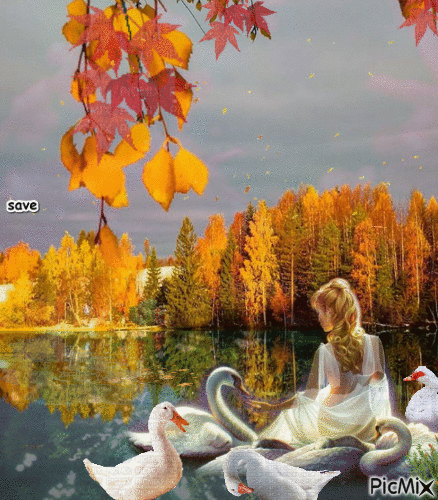 lago con cisnes - GIF animé gratuit