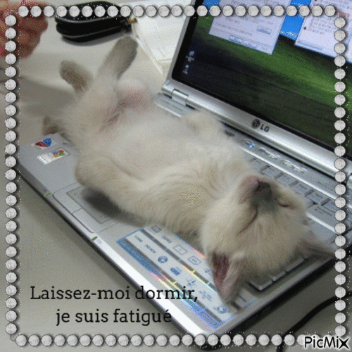 PETIT CHAT FATIGUE - Free animated GIF