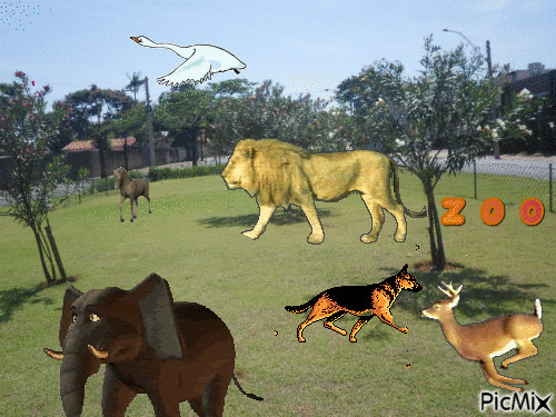 zoo - Zdarma animovaný GIF