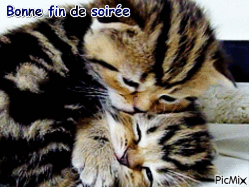 Les chats - Darmowy animowany GIF