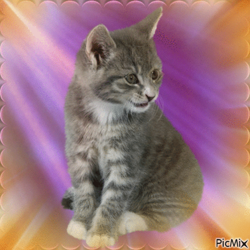 Amazing Kitty - Gratis animeret GIF