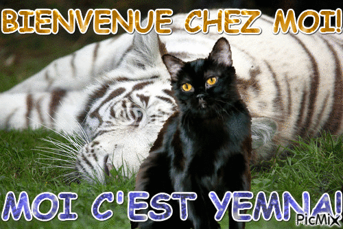 Le Tigre et le Chat. - Bezmaksas animēts GIF