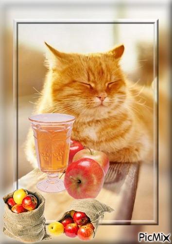 chat dans les pommes - besplatni png