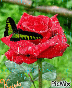 pillangó a rózsán - Безплатен анимиран GIF