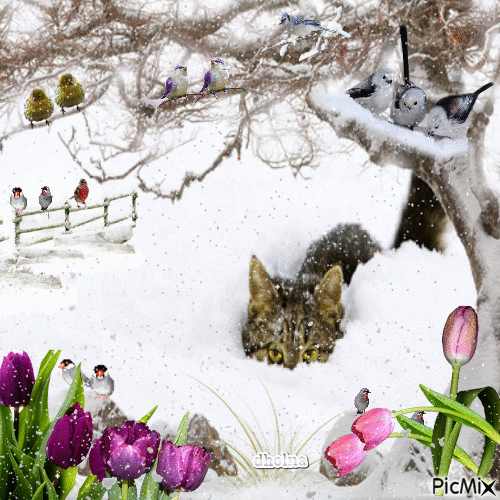 cat in the snow - Gratis animeret GIF