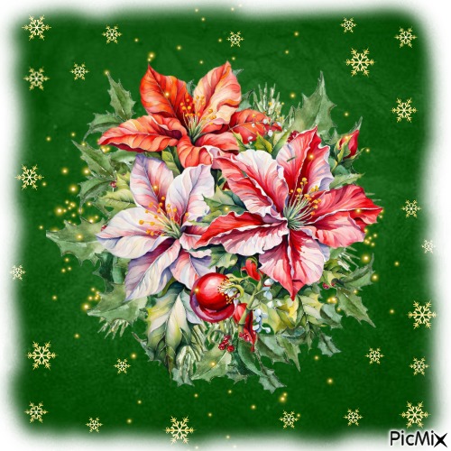 Bouquet de Poinsettia - ücretsiz png