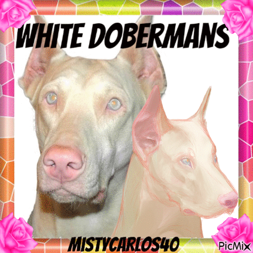 White Dobermans - Free animated GIF
