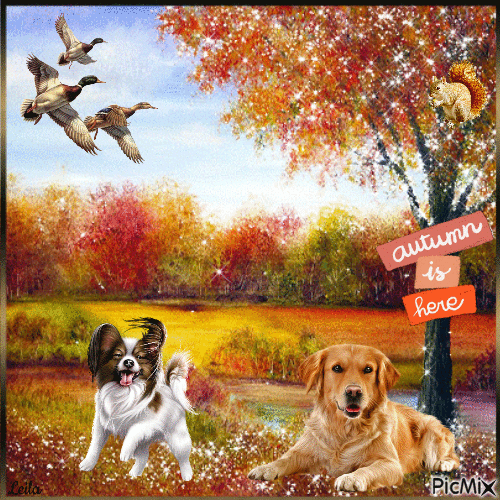 Autumn is here....... dogs, animals - 免费动画 GIF