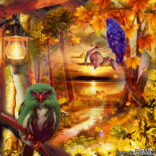 autumn owl - Darmowy animowany GIF