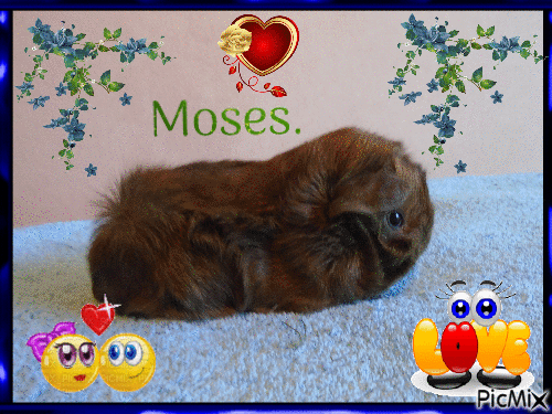 Moses 1 år - Ingyenes animált GIF