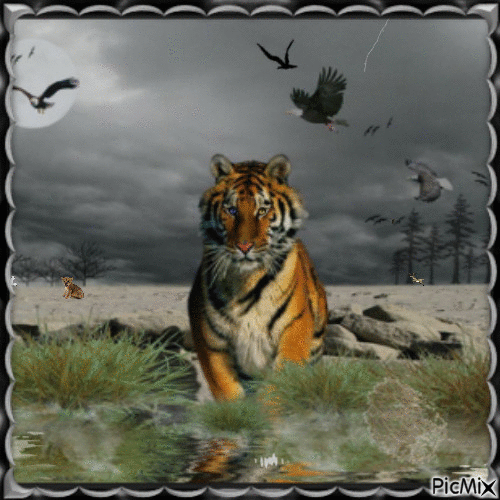 Tiger in the storm ... - Бесплатни анимирани ГИФ