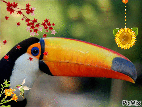 tucano - GIF animado grátis