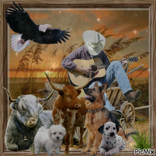 Concert nocturne de country music - Free animated GIF