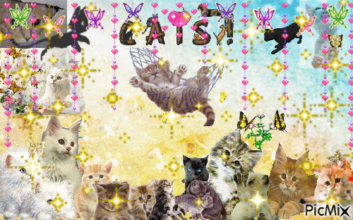 cats at play - 免费动画 GIF