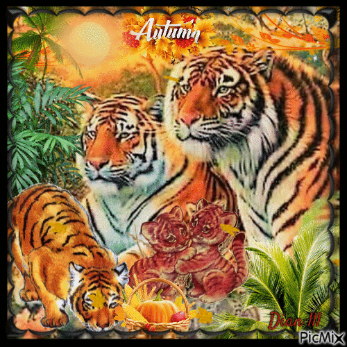 Beautiful Tigers - Free animated GIF