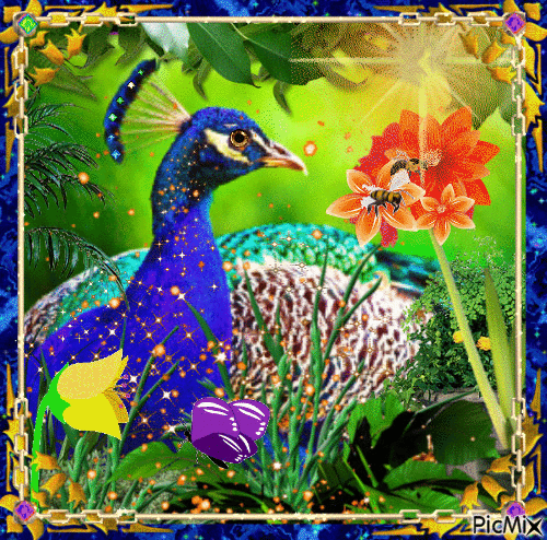Peacock - Bezmaksas animēts GIF