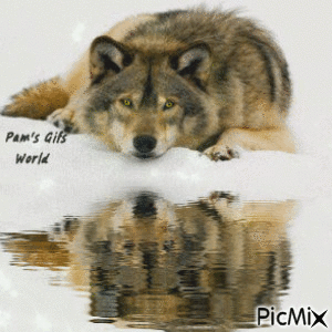 Wolf on Snow - Ilmainen animoitu GIF