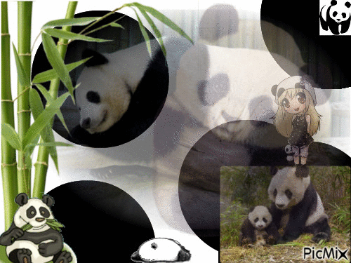 Panda - GIF animado grátis