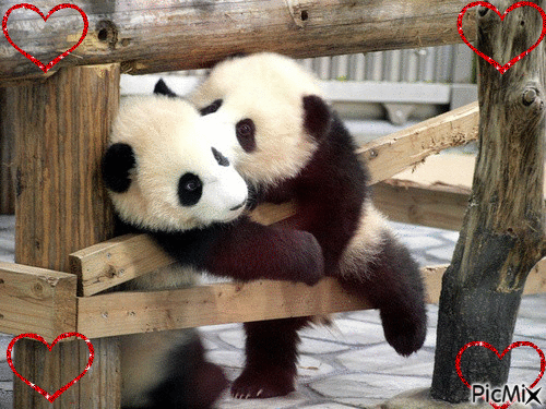 panda - Gratis animerad GIF