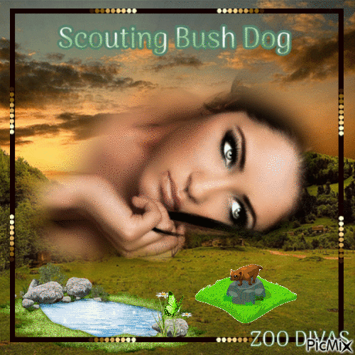 Scouting Bush dog - GIF เคลื่อนไหวฟรี