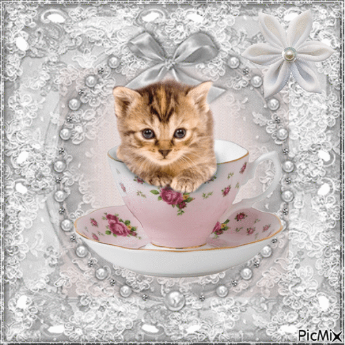teacup kittens - GIF animate gratis