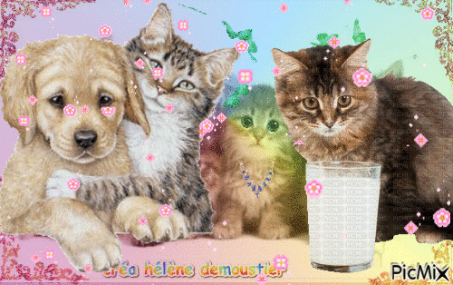 HD chien et chats  4 - Free animated GIF