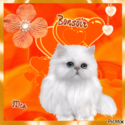 Bonsoir les chatons - Animovaný GIF zadarmo