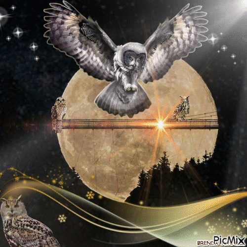 OWL BY MOON LIGHT - Gratis animeret GIF