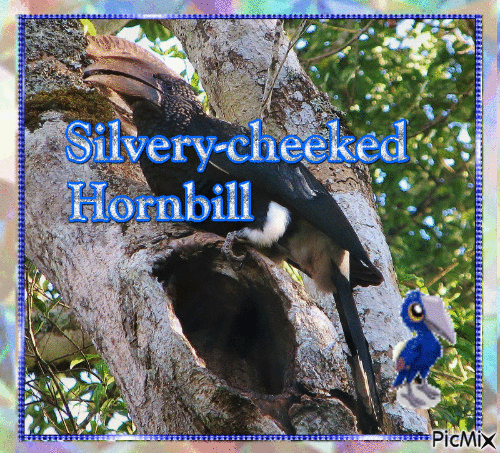 Silvery-cheeked Hornbill - Free animated GIF