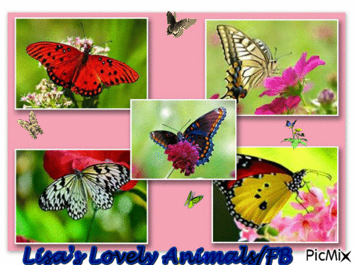 Butterfly collage by Lisa - Бесплатный анимированный гифка