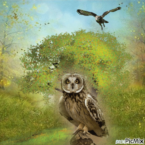 owl - 免费动画 GIF