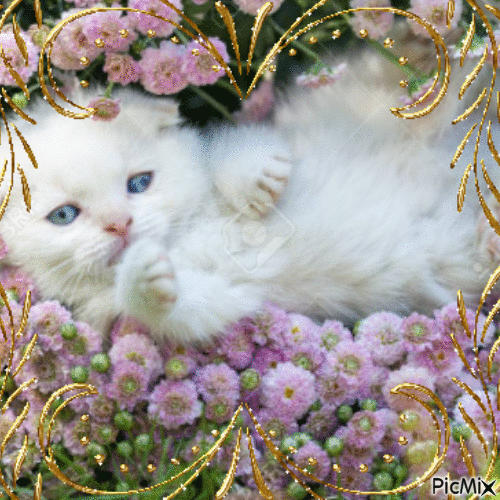 Chat mignon avec fleurs - 無料のアニメーション GIF