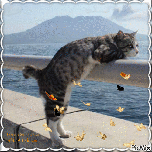 Le chat - Darmowy animowany GIF