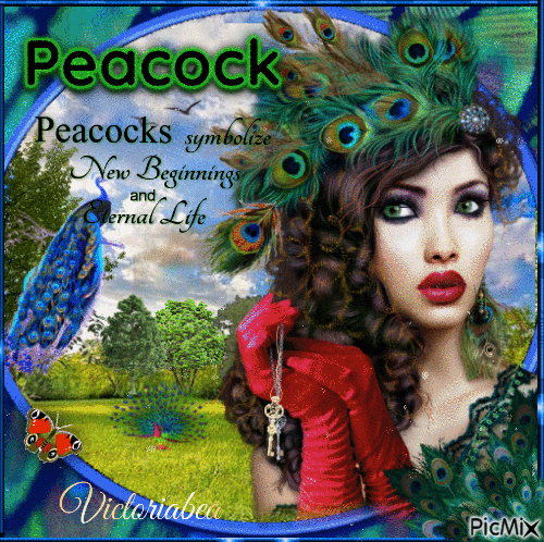 Peacock - Безплатен анимиран GIF